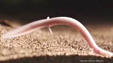 crias de dragon .jpg