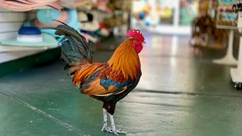 gallo ataca a anciando y lo mata