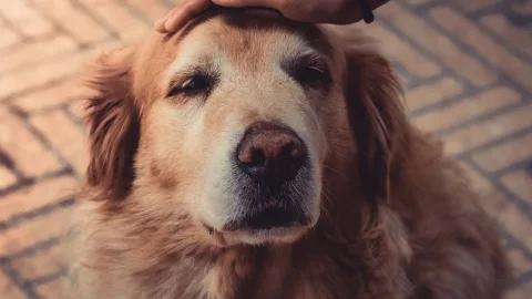 perrito lomito termino.jpg