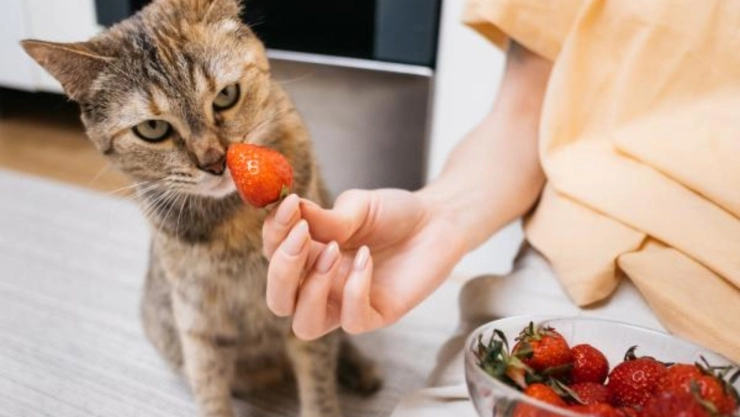 Ante de darle fresas a tu gato, debes conocer los posibles efectos secundarios que pueden tener en tu felino