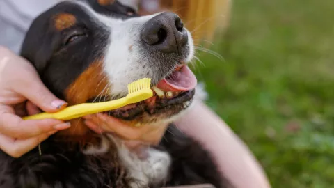 Mal aliento de perro