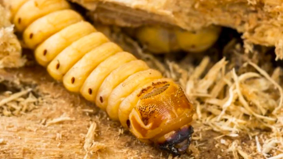 Chiapas se mantiene como la entidad con más casos confirmados de miasis por gusano barrenador en humanos