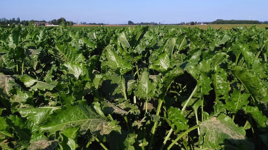 Trabajadores comunitarios diconsa