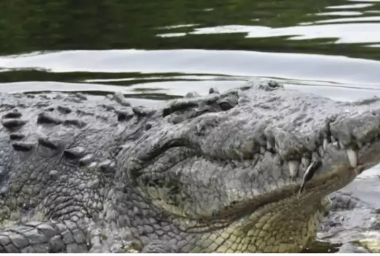 ataque de cocodrilo