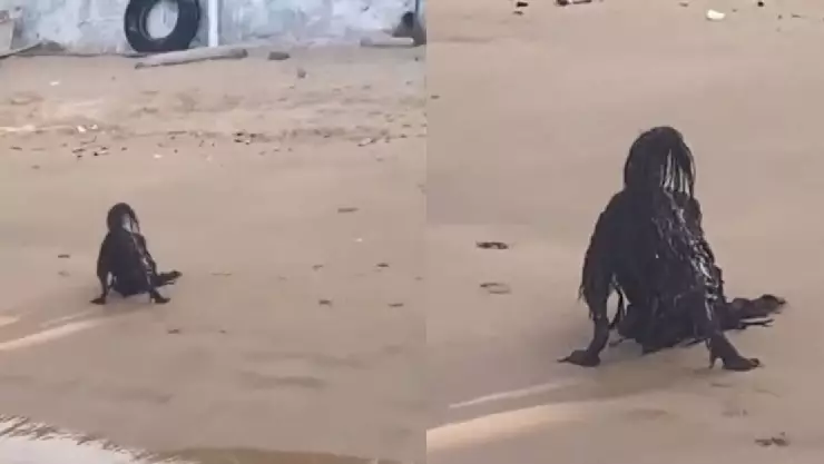 VIDEO: Extraña criatura en el mar casua TERROR, final inesperado