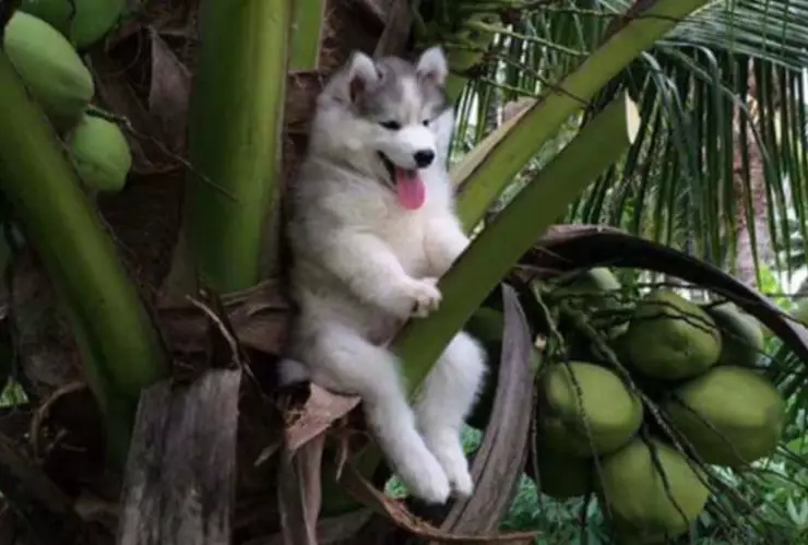 perrito husky queda atrapado en una palmera de coco.jpg