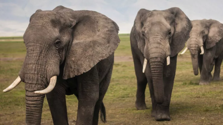 Elefantes Al extremo 29 may 18