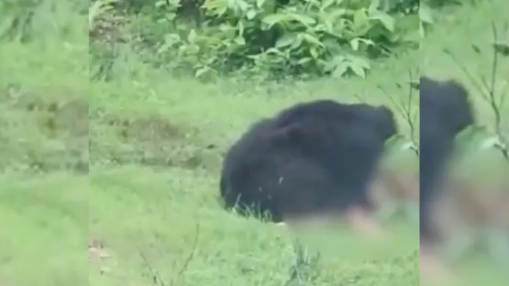Oso ataca y devora a dos hermanos en la India. .jpg
