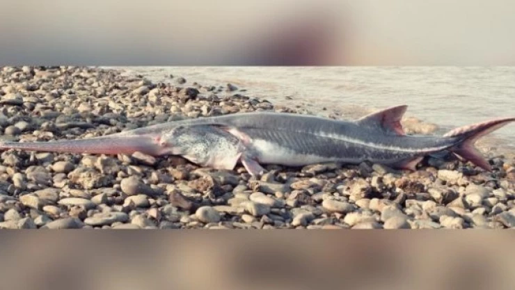 pez remo gigante extinto.jpg