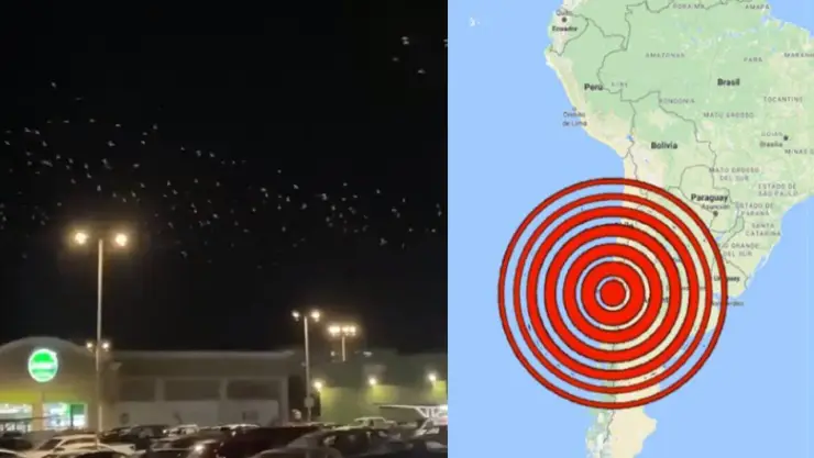 VIDEO: Captan a aves huyendo tras fuerte sismo en Chile hoy miércoles