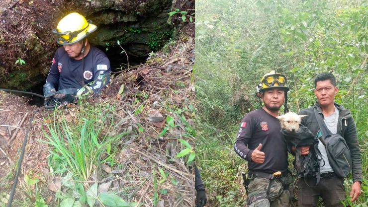 Mariposita perrita Chiapas