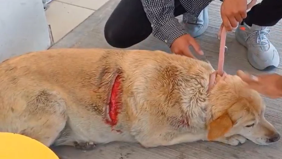 caso gordita perrita macheteada cuautlancingo puebla