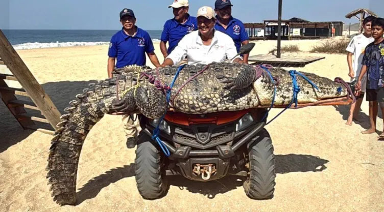 Cocodrilo gigante de 3 metros aparece en Playa Marinero, Oaxaca hoy