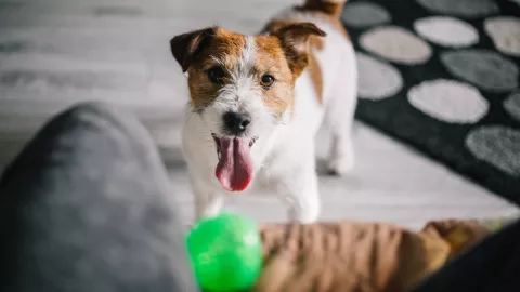 Perrito se come juguete LED