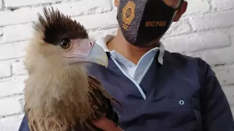 Ave rescatada en Iztapalapa