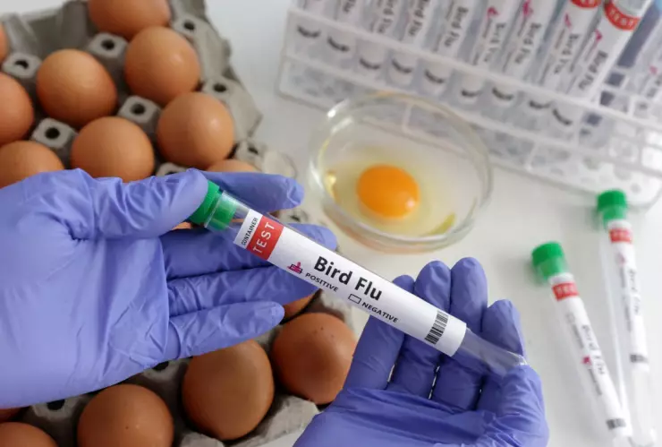 Casos de gripe aviar en Latinoamérica