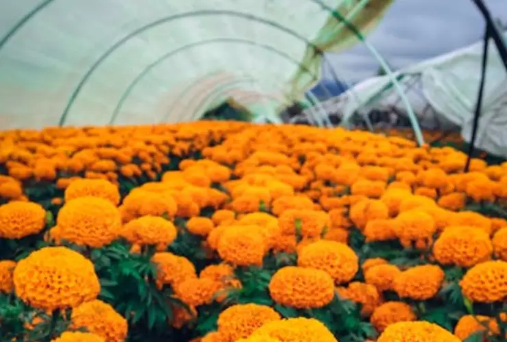 Temporada de cempasúchil