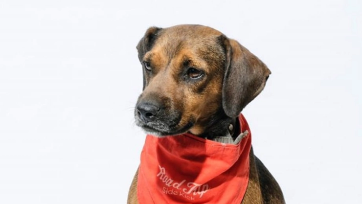 perrito-plantado-adopcion