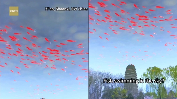 ¿Peces en el cielo de China? El VIDEO que engaña a todos y se viraliza en internet