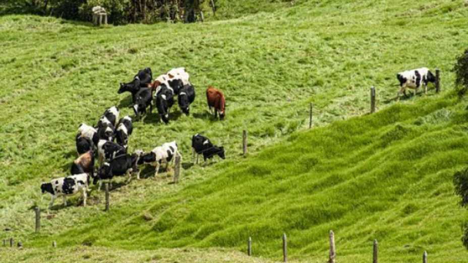 vacas
