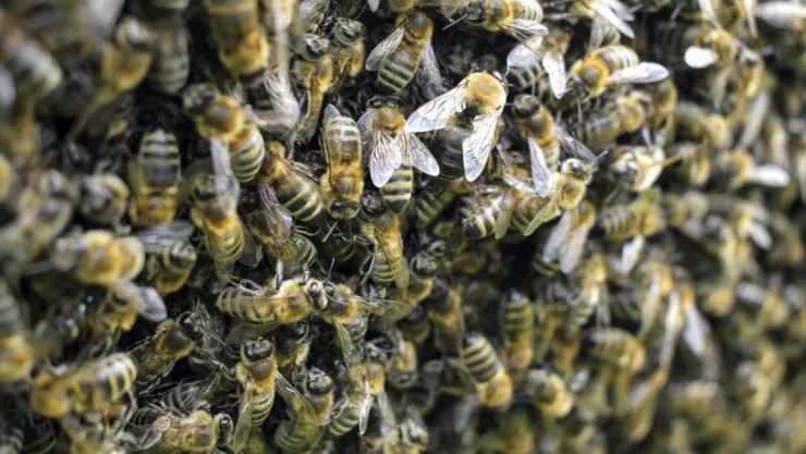 Hombre de 91 años muere tras ataque de abejas en Santiago del Estero