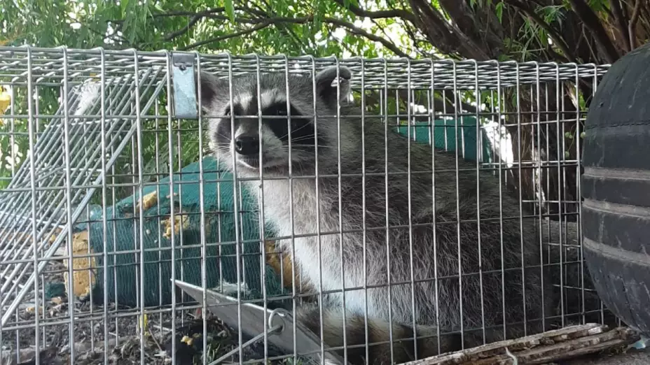 Rescate de mapaches en Chihuahua