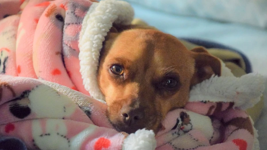 niño zoofilia atlixco