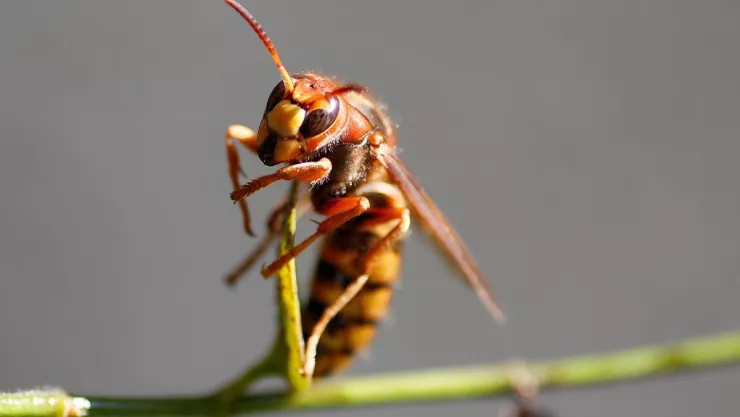 Las especies de avispas más peligrosas para el humano