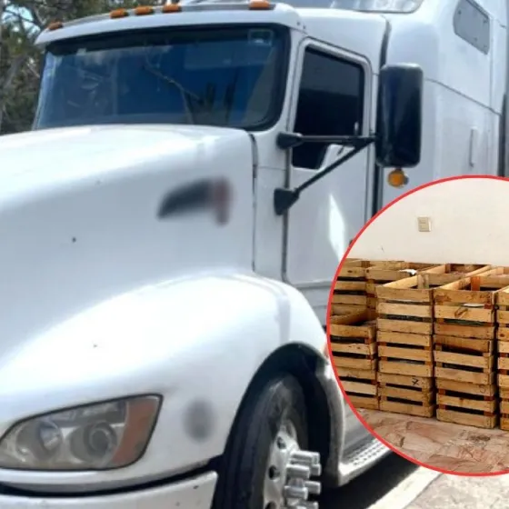 FOTOS: Trailero traficante escondía 600kg de cocaína entre nopales en Michoacán