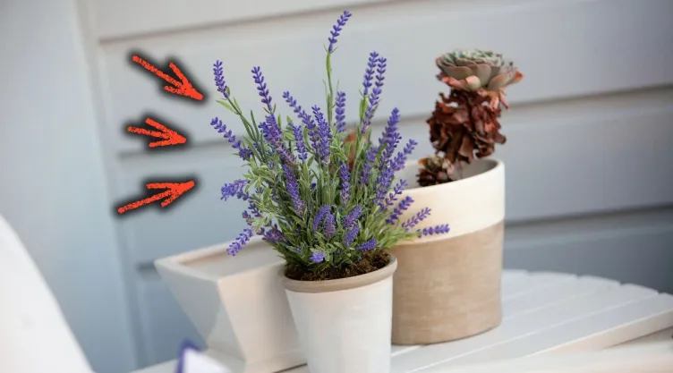 /estilo-de-vida/guia-cuidar-lavanda-maceta-perfumar-ambiente