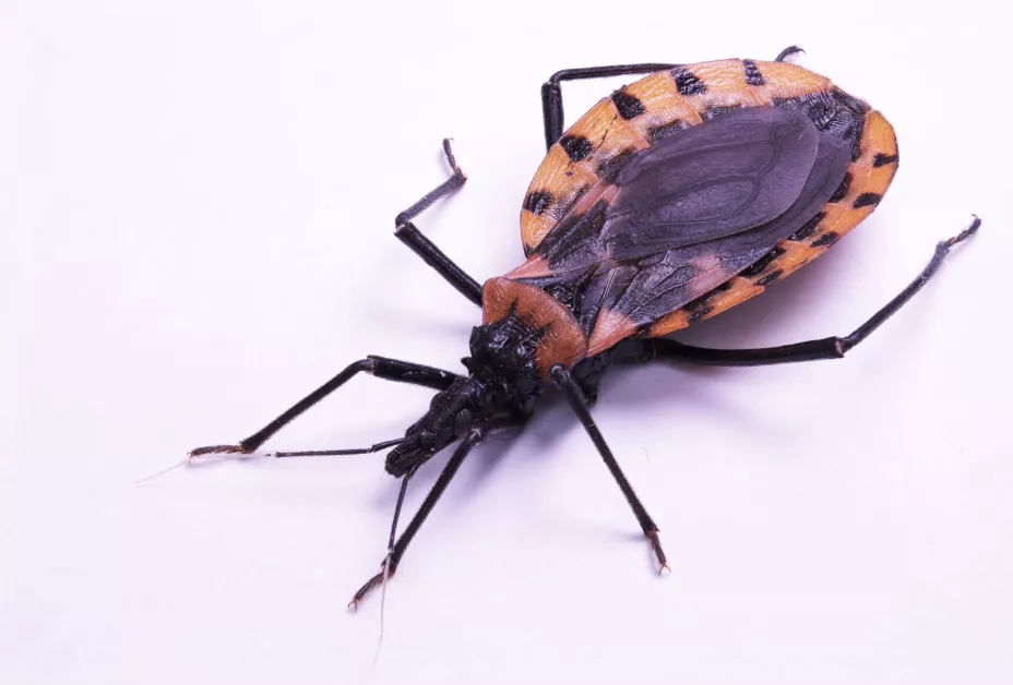 Chinche enfermedad Chagas David Schneider.jpg