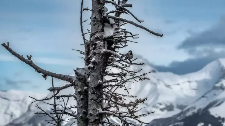 Cuatro excursionistas muertos tras una avalancha.png