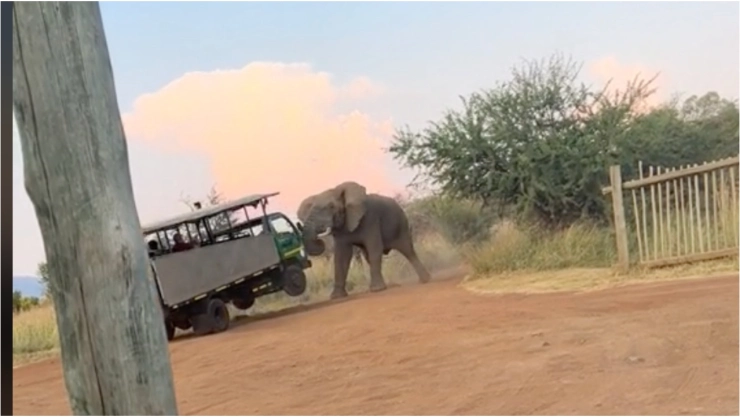 VIDEO_ ¡Impactante! Captan a elefanta levantando un autobús en pleno safari
