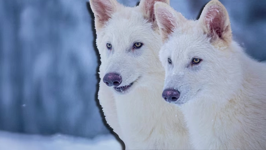 Lobo Terrible ¿Cómo los científicos revivieron al animal extinguido hace 12.500 años?