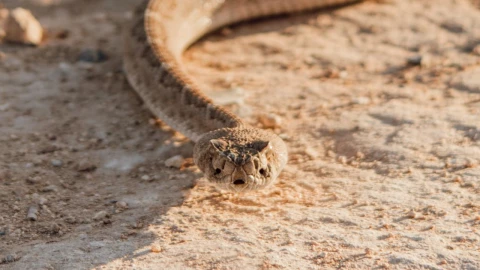 Otra serpiente en Tijuana: después del caso de Presidentes y Playas, pero esta sí es peligrosa 

