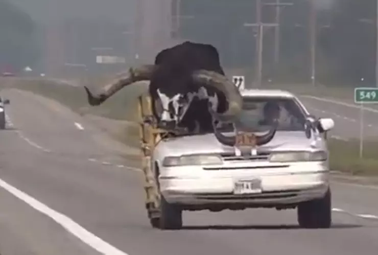 Conductor lleva a su toro en auto