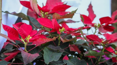 Tendrá Morelos Primer Festival de Flor de Nochebuena Silvestre