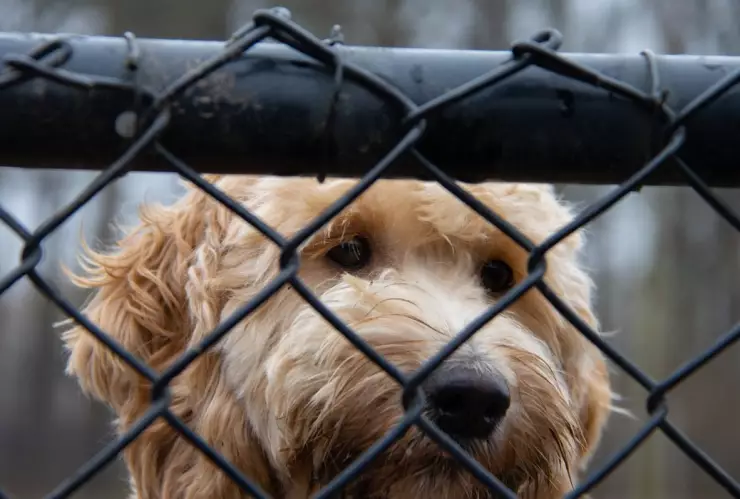 perros rescatados Australia Covid-19.jpg