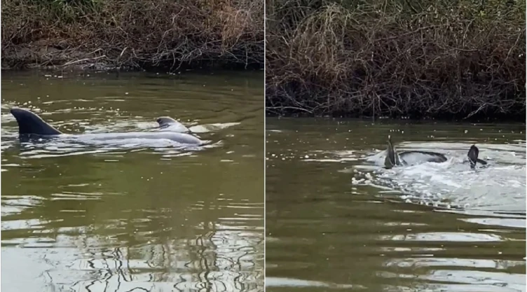 Delfines Sinaloa.jpg