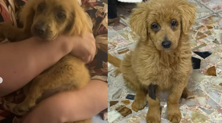 Decoloran a perrita con peróxido para venderla como golden retriever, causándole quemaduras en toda su piel.
