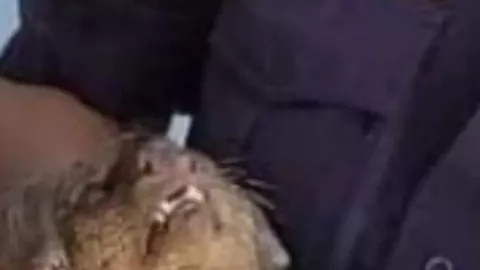 FOTO Rescatan a jaguarundi de ser ATROPELLADO