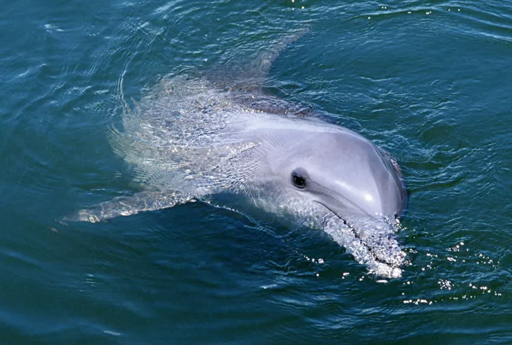 delfin
