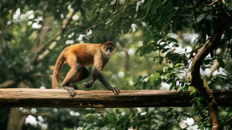 Familia vive pesadilla mono ataca a joven durante sus vacaciones.jpg