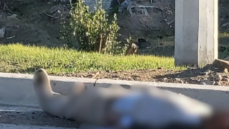 ¿Qué pasó en Carretera Tijuana- Tecate, Valle de San Pedro hoy martes 4 de marzo de 2025?