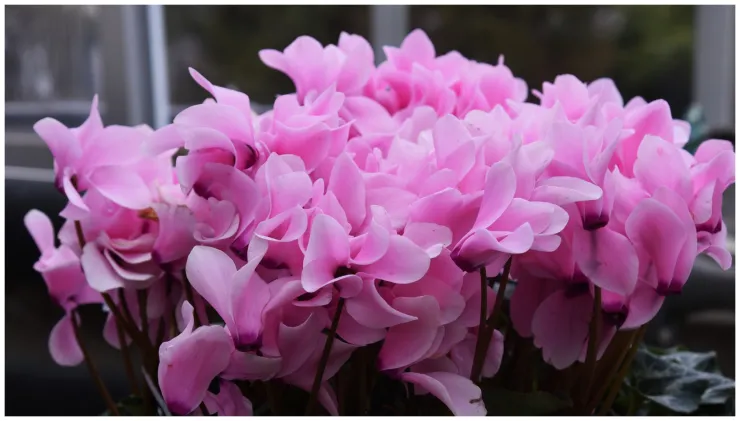 plantas resistentes