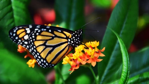 mariposa Monarca Michoacán
