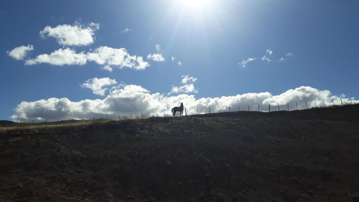 Liberan a caballo atrapado en alambrado por más de 24 horas