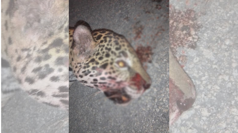 Fotos Atropellan a Jaguar en carretera de Cancún