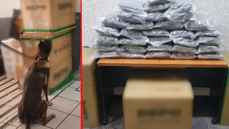 Envían marihuana por paquetería en Guanajuato