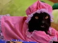 salem-saberhagen-sabrina-la-bruja-adolescente